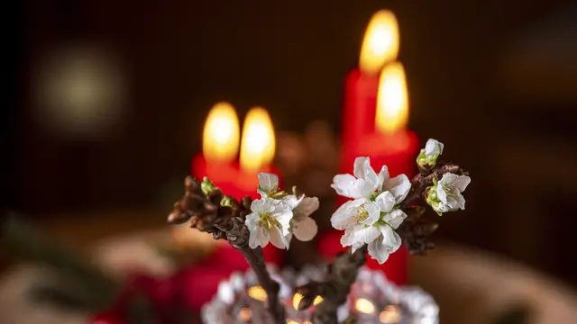 Barbarazweige am 24. Dezember | Foto: ehw