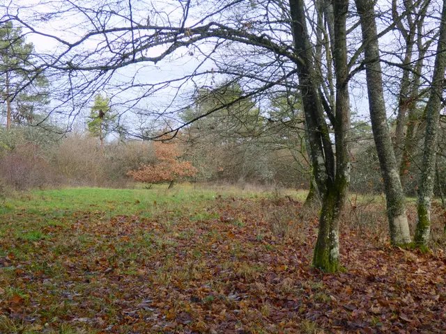Der Dezember zeigt noch die letzte farbige Schönheit des Herbstes. | Foto: sigischlottke