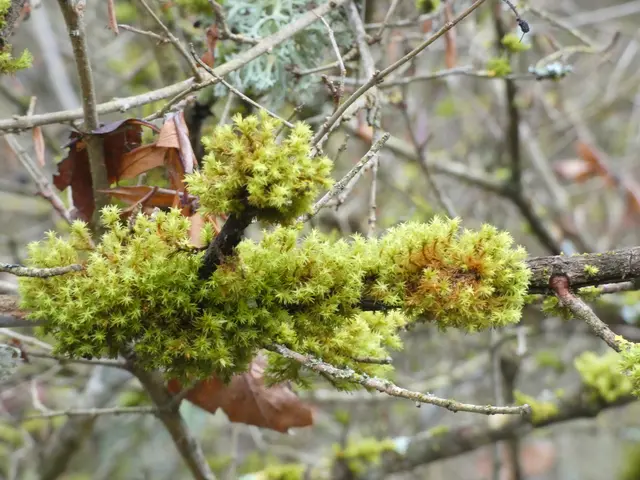 Immer wieder bilden bemooste Ästchen einen weichen Pelz an den dünnen Ästchen.   | Foto: sigischlottke