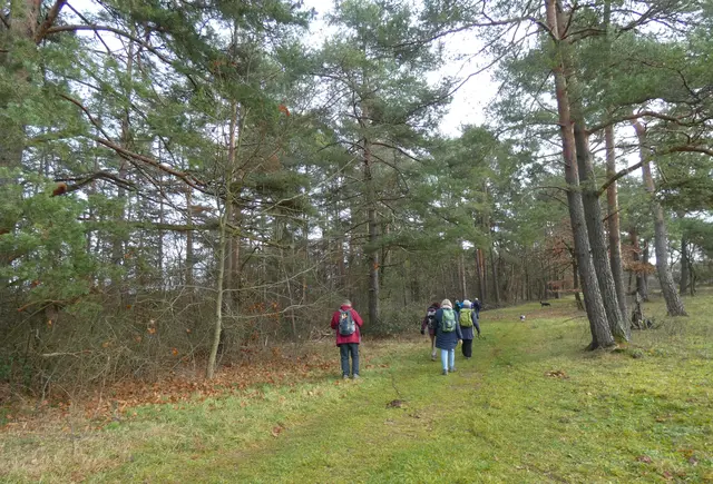 Das letzte Wegstück führt uns wieder durch schönen Kiefernwald.  | Foto: sigischlottke