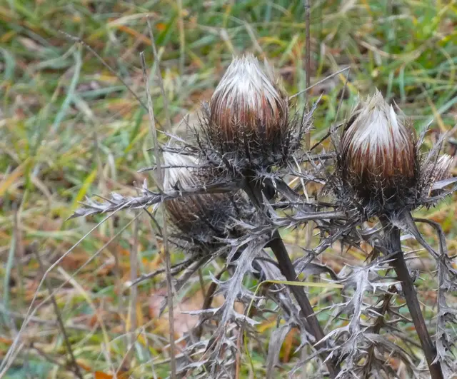 Die Wiesen sind voll von verblühten Silberdisteln. Auch so sehen sie noch hübsch aus.  | Foto: sigischlottke