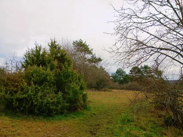 Wacholderbüsche verabschieden die Wanderer von dieser schönen Tour. 
Herrlich war's! | Foto: sigischlottke