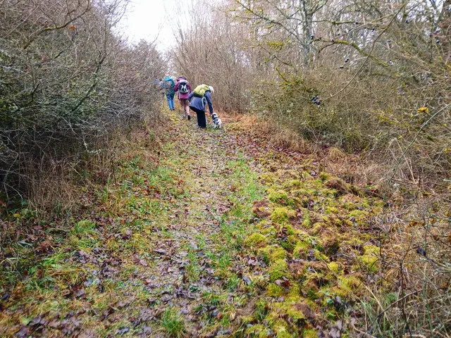 Mit Moos bedeckte Wege führen zwischen den Hecken hindurch. Alle Sträucher und Ästchen sind mit Flechten und Moosen bedeckt. Es wirkt fast ein bisschen verwunschen.  | Foto: sigischlottke