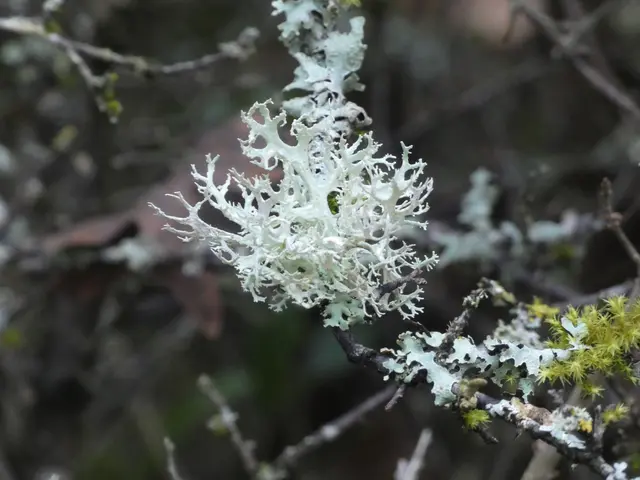 ....wie kleine Kunstwerke.  | Foto: sigischlottke
