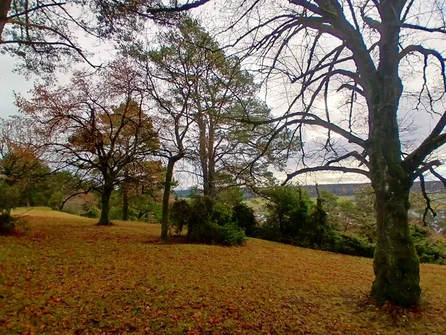 Und an manchen Stellen sind die Laubteppiche besonders dicht und wunderschön.. | Foto: sigischlottke
