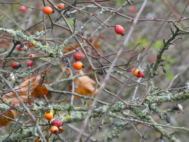Hagebutten setzen kleine bunte Farbkleckse in die blasse Dezember-Landschaft.  | Foto: sigischlottke