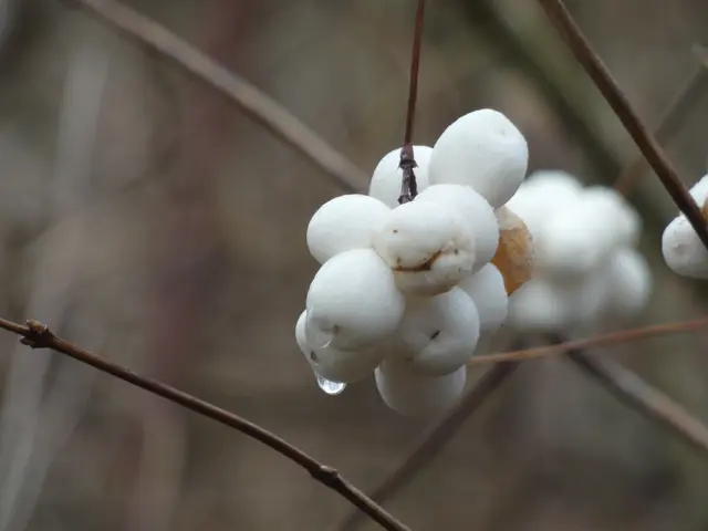 "Knallerbsen".... | Foto: sigischlottke