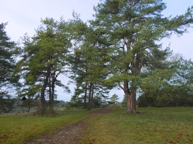 Die Kiefern erinnern mich immer an südliche Vegetation.  | Foto: sigischlottke