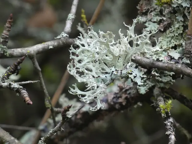 So wunderschöne Flechten..... | Foto: sigischlottke