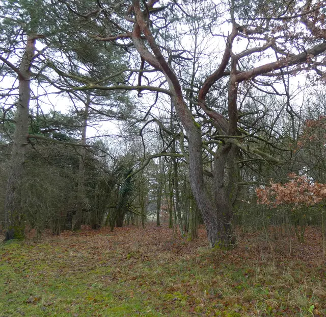 Imposante Kiefern mit knorrigen Stämmen säumen unseren Weg.  | Foto: sigischlottke