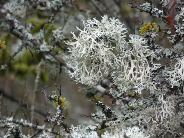 ..... und Flechten. Wunderschöne filigrane Gebilde. | Foto: sigischlottke