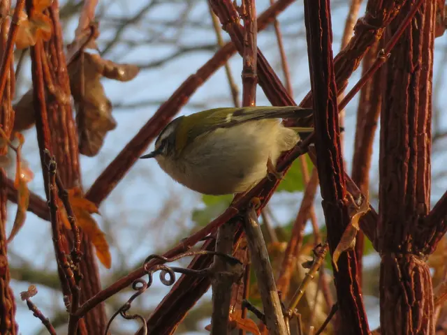 Ein Sommer-Goldhähnchen | Foto: Aurelia Kling
