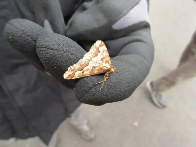 Ein großer Frostspanner, der regelmäßig bis Dezember unterwegs ist. | Foto: WandernGabyErich