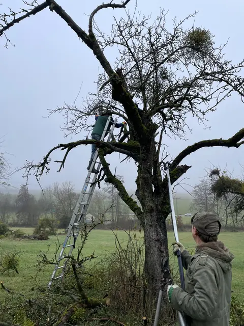 Mit vereinten Kräften Misteln schneiden | Foto: Kulturland Hohenlohe