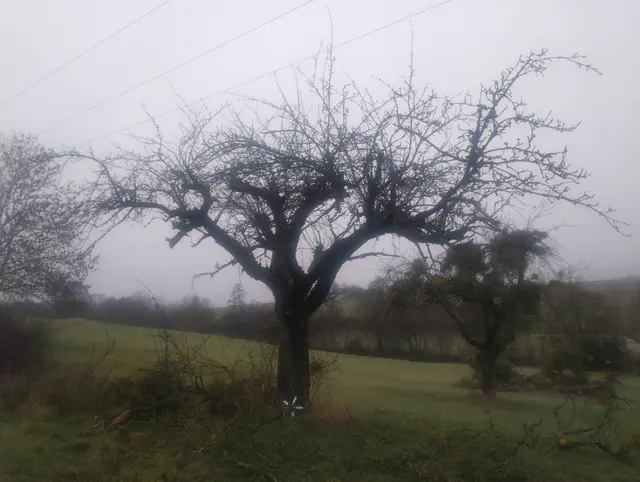 Ein von Misteln befreiter Obstbaum | Foto: Kulturland Hohenlohe