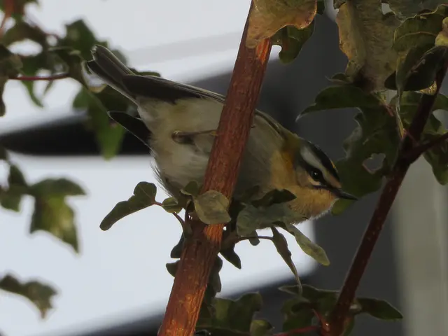 Mit viel Geduld gelang es Reli diesen kleinen Hüpfball einzufangen | Foto: Aurelia Kling