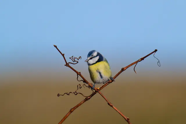 Blaumeise auf X. Was sie wohl zu twittschern hat? | Foto: Michael Harmsen