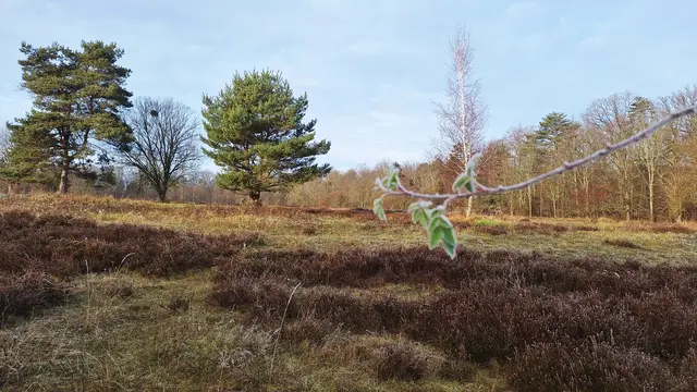 Die Waldheide hat auch im Winter noch wunderschöne Farben | Foto: Monika Breusch