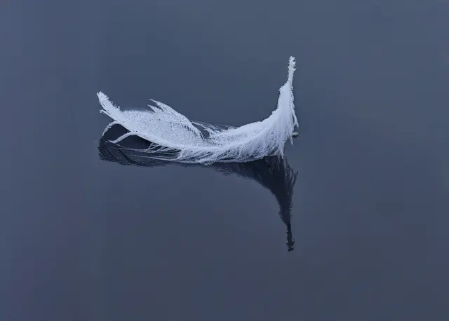 Die auf dem Wasser treibende Feder mit ihrer Spiegelung hat etwas Magisch-Zauberhaftes. | Foto: Tanja Blind