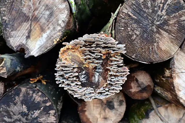 Baumpilze. | Foto: Michael Harmsen