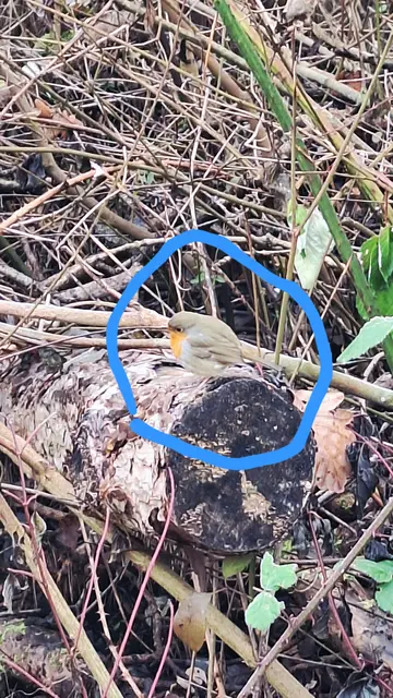 dem kleinen Rotkehlchen ist auch noch kalt | Foto: Monika Breusch