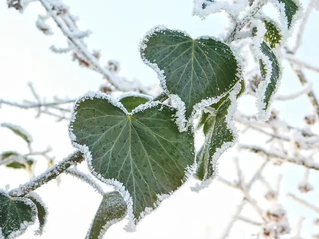 Frostige, herzförmige Blätter sind ein zauberhaftes Detail in der Natur. | Foto: Martina Wolf