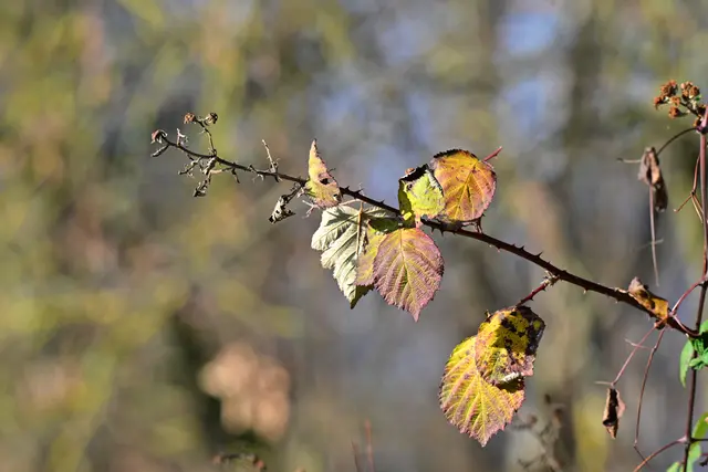 Ein vertrockneter Brombeerstrauch kann auch fotogen sein. | Foto: Michael Harmsen