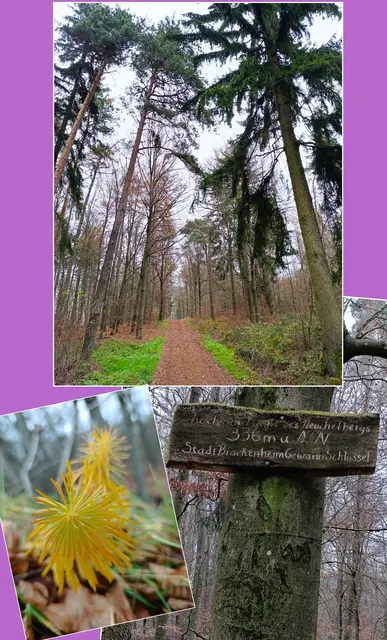 Der Heidelberg ist die höchste Erhebung im Heuchelberg | Foto: Aurelia Kling