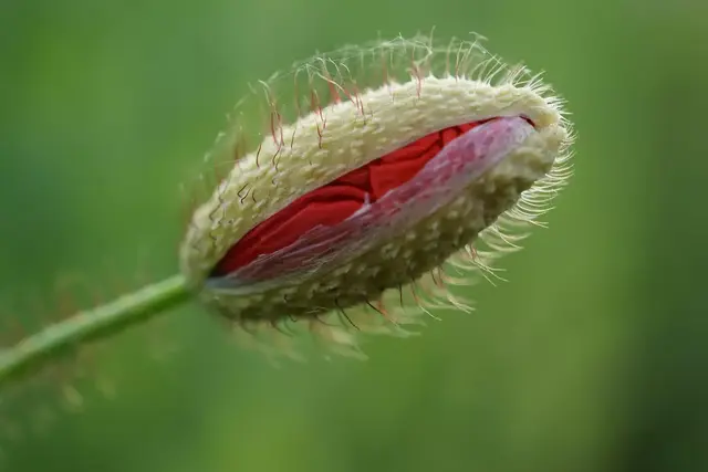 Eine schön verpackte Klatschmohnblüte, fotografiert von Helmut Brehm. | Foto: Helmut Brehm