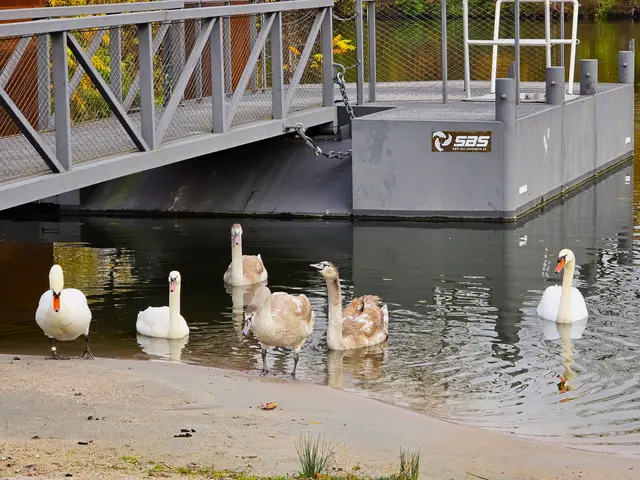 Ein ganz weisser Jungschwan (zweiter von links) | Foto: Heidrun Rosenberger