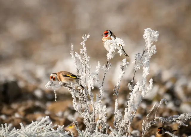 Als ob sie Modell sitzen: Diese Stieglitze scheinen sich unterhalb des Heuchelbergs für Elke Köbernick richtiggehend in Szene gesetzt zu haben und sind das Bild des Monats November.  | Foto: Elke Köbernick