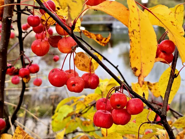 Toringa crab apple in leuchtend roten Farben. | Foto: Heidrun Rosenberger