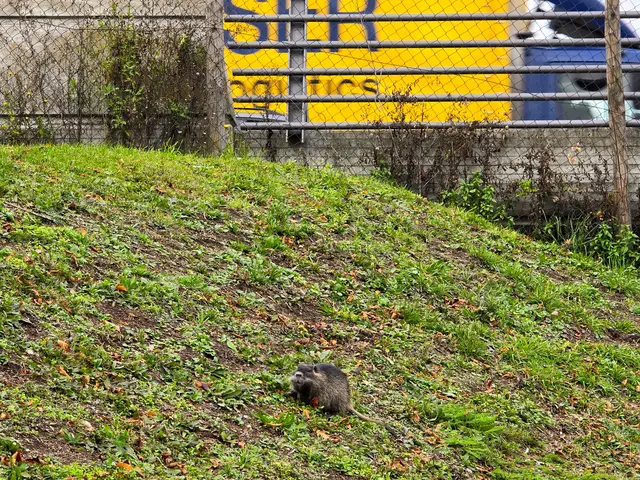 Über die Karl-Nägele-Brücke rauscht der Lkw-Verkehr. Das stört die Nutria überhaupt nicht, sie grasen in aller Ruhe.  | Foto: Heidrun Rosenberger