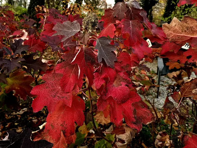 Tolles Rot. | Foto: Heidrun Rosenberger