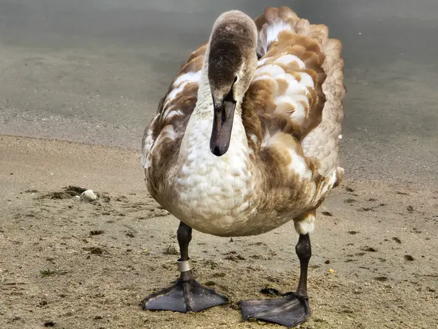 Nicht alle jungen Schwäne sind beringt. | Foto: Heidrun Rosenberger