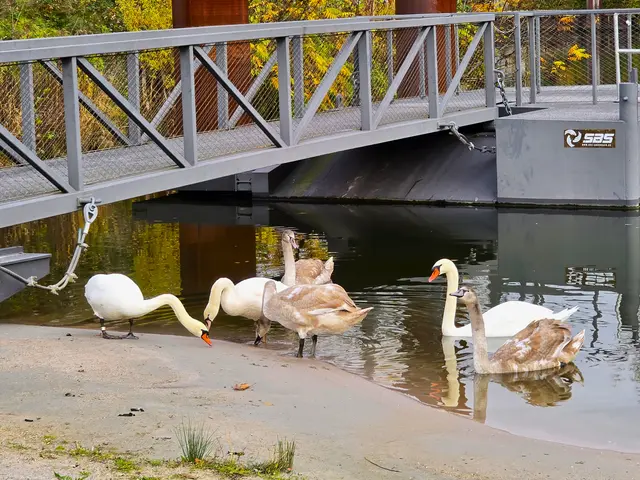 Die Jungschwäne sind immer noch bei ihren Eltern. | Foto: Heidrun Rosenberger