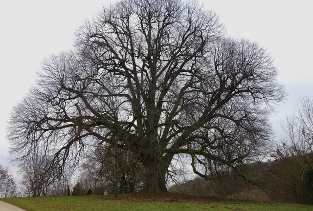 Die mächtige 300 Jahre alte Anna - Linde, seit 1941 ein Naturdenkmal. | Foto: Isolde Reitz