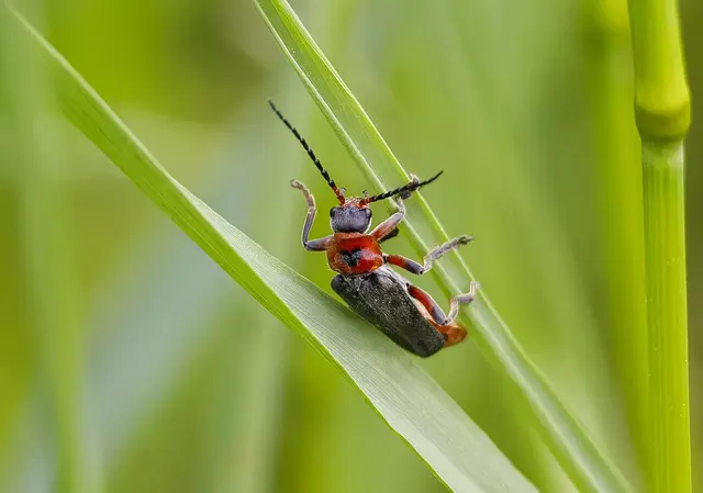 Mit Herz auf dem Panzer sieht es aus, als würde dieser Soldatenkäfer das Blatt hinunterrutschen. Uschi Pohl ist damit das Bild des Monats Mai gelungen.  | Foto: Uschi Pohl