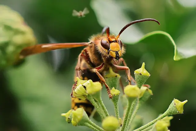 So nah ist man Hornissen selten – Martin Butz hat das Bild des Monats September geliefert. | Foto: Martin Butz