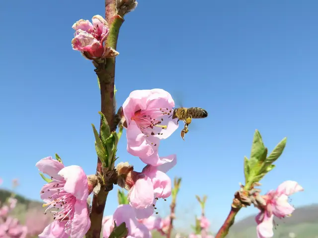 Helmut Brehm hat die filigrane Pfirsichblüte mit Biene perfekt abgelichtet.  | Foto: Helmut Brehm