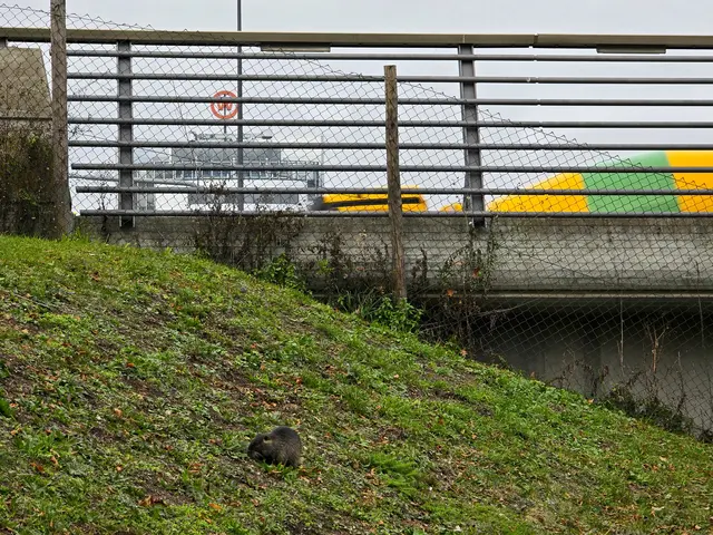 Erstaunlich, wie sich die Tiere anpassen. | Foto: Heidrun Rosenberger