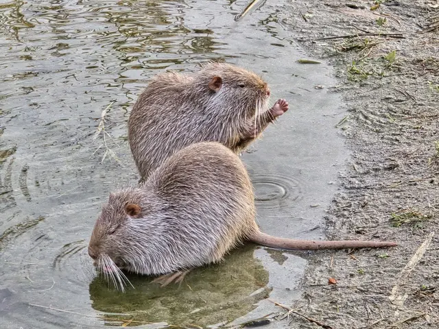 Die Albino-Nutria-Zwillinge. | Foto: Heidrun Rosenberger