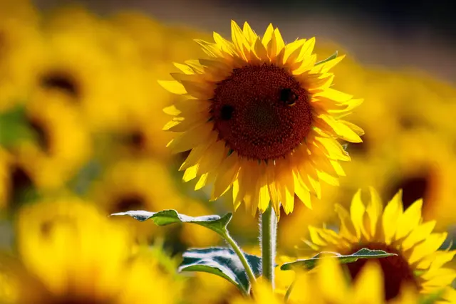 Ein Sonnenblumengesicht haben wir auf dem Foto von Stephanie Rüdele gefunden. | Foto: Stephanie Rüdele