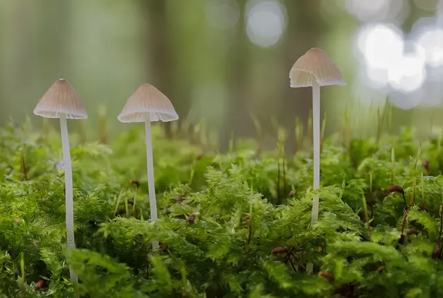 Wie aus einer anderen Welt: Diese Pilzfamilie ist das Bild des Monats Oktober. Eingefangen wurden sie von Uschi Pohl. | Foto: Uschi Pohl