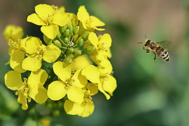 Martin Butz hat den Anflug der Biene auf die Rapsblüte fotografiert. | Foto: Martin Butz