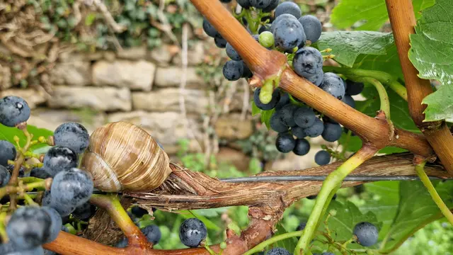 Birgit Sautter zeigt eine Feinschmecker-Schnecke auf einem ungewöhnlichen Platz. | Foto: Birgit Sautter