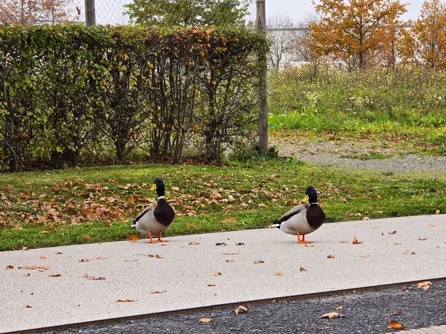 Es ist ruhig geworden im Neckarbogen, also kann Familie Stockente mal einen Spaziergang auf dem Fussgängerweg wagen. | Foto: Heidrun Rosenberger