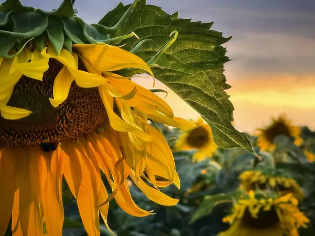 Die Sonne ließ sich im Juli selten blicken, aber die Sonnenblume von Moni Bordt war ein echter Blickfang.  | Foto: Moni Bordt