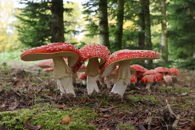 Kuscheln sie oder kämpfen sie um den besten Platz? Egal. Eine Augenweide sind diese Fliegenpilze von Uschi Dugulin allemal. | Foto: Uschi Dugulin
