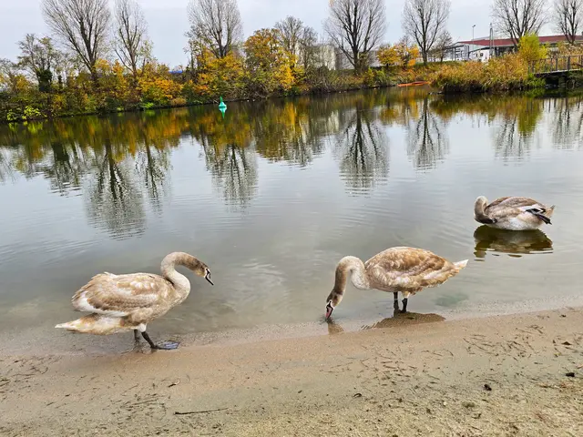 Richtig gross und selbstbewusst. | Foto: Heidrun Rosenberger